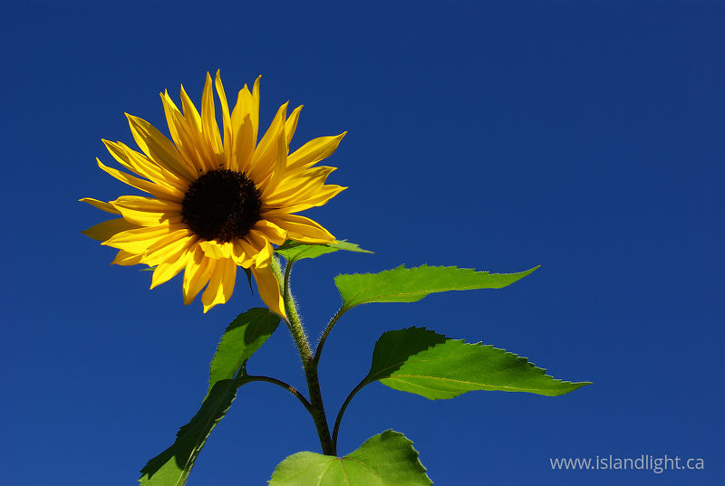 Sunflower -  Flower photo