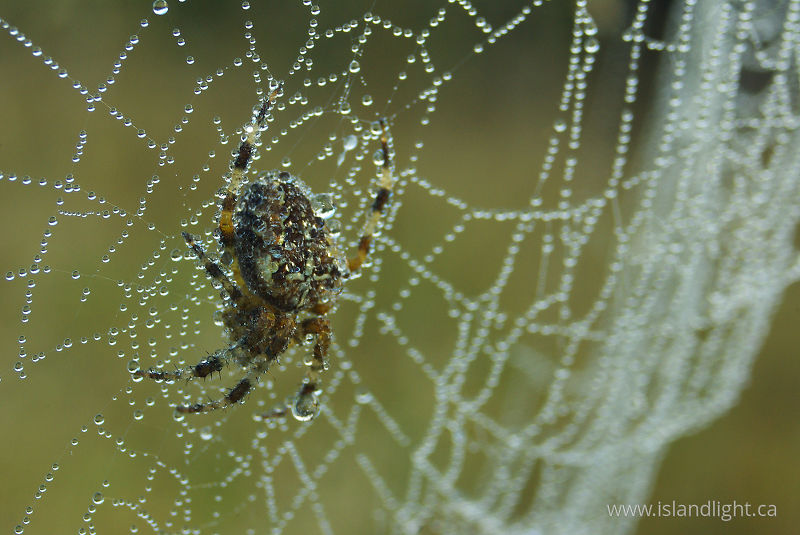   Spider photo