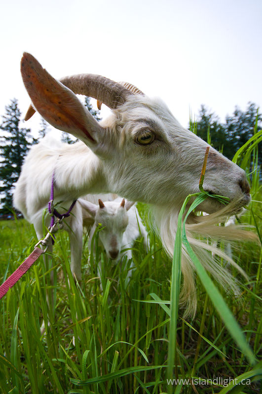 Grazing Goat  -   photo
