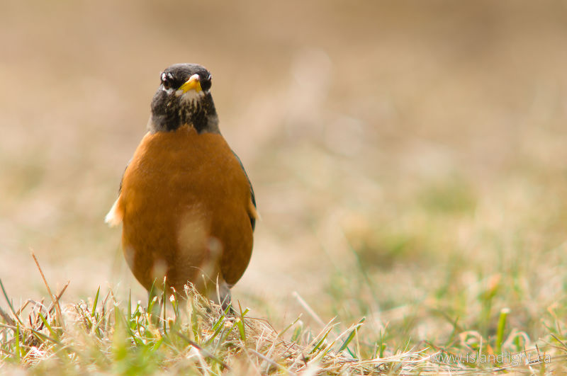   Thrush photo