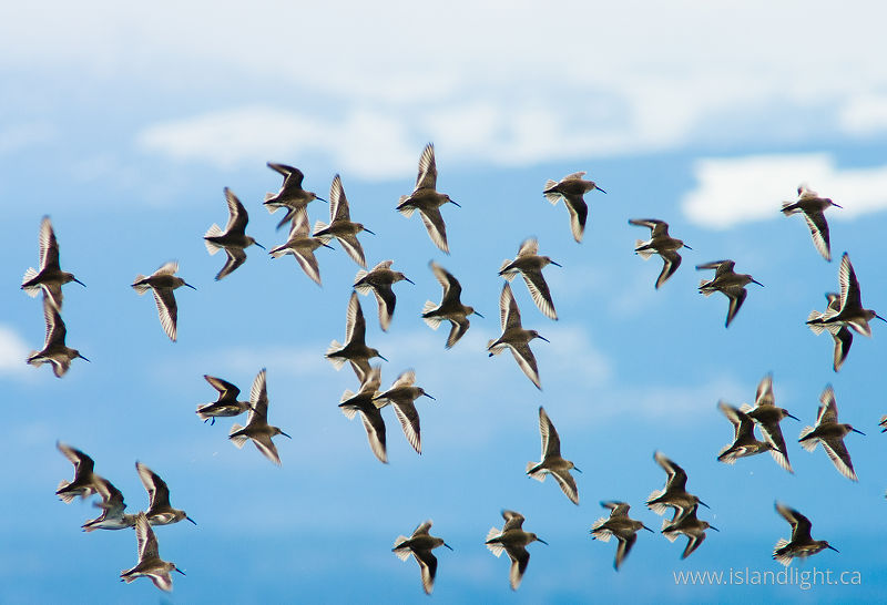    Sandpiper photo