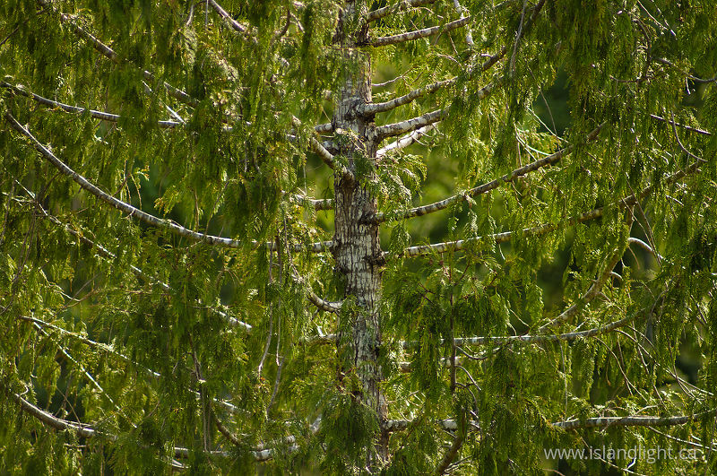 Red Cedar -   photo