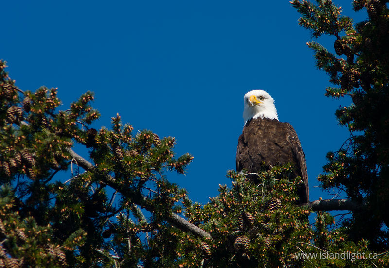   Bald Eagle photo