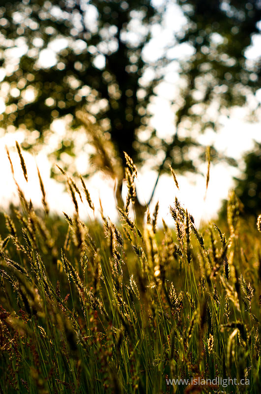   Wild Grass photo