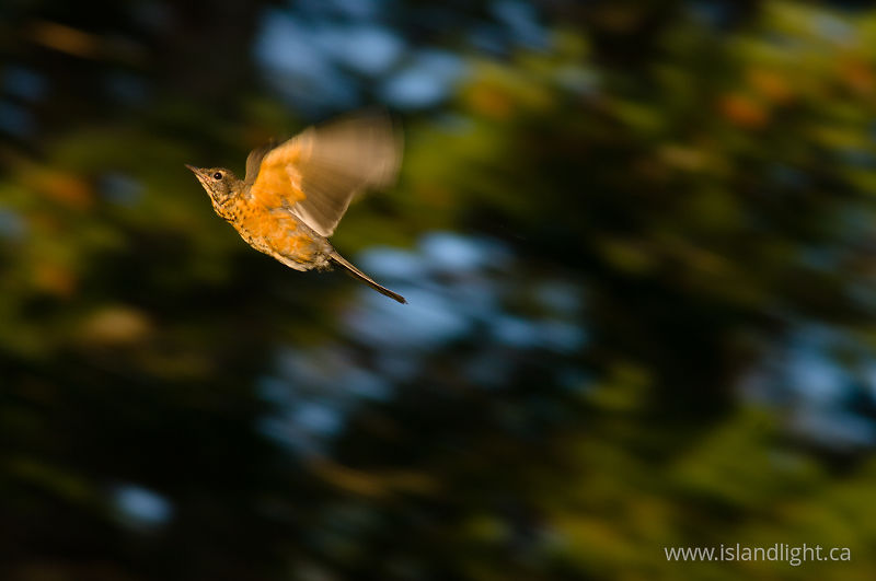   Thrush photo