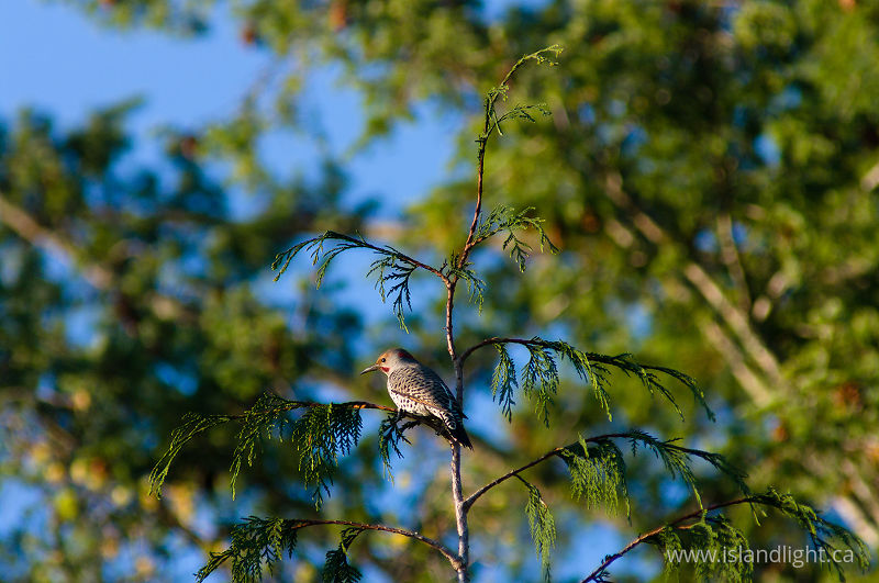   Woodpecker photo