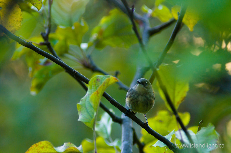 Yellow-rumped Warbler -   photo