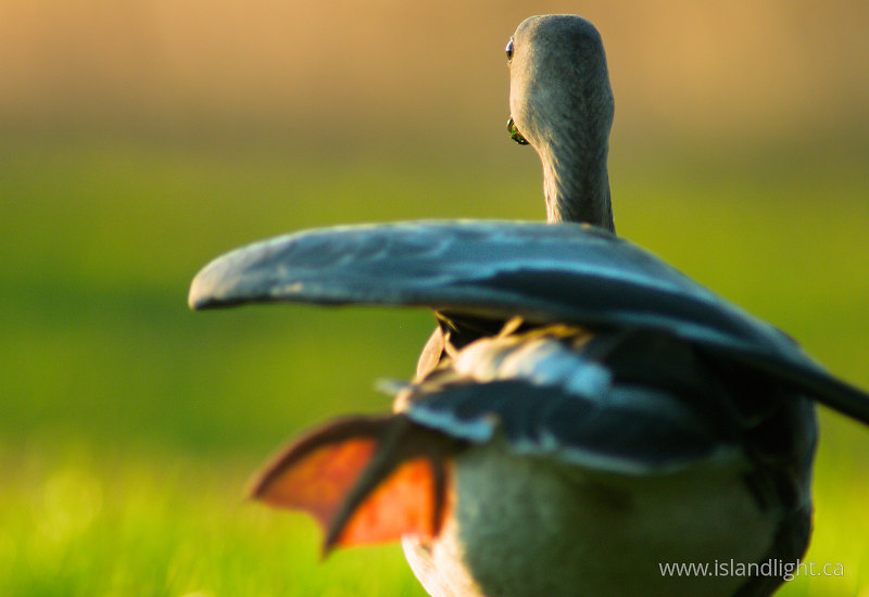   Goose photo