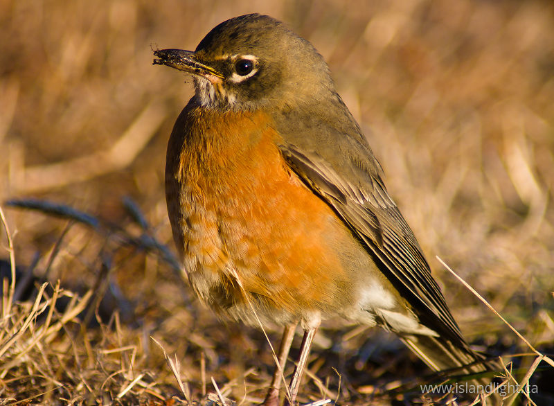 Amarican Robin -   photo