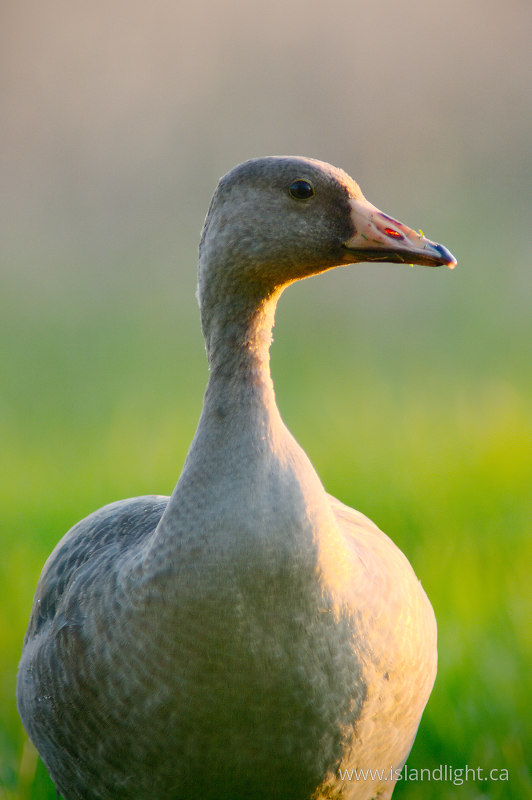  Goose photo