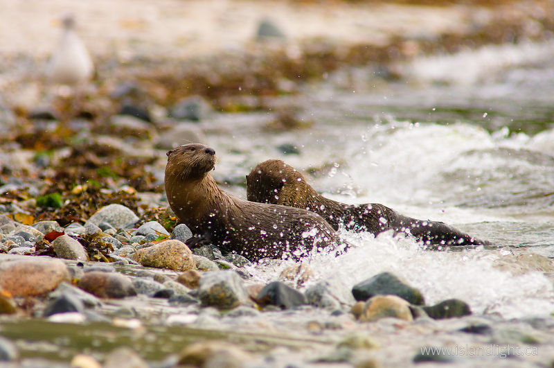   Otter photo