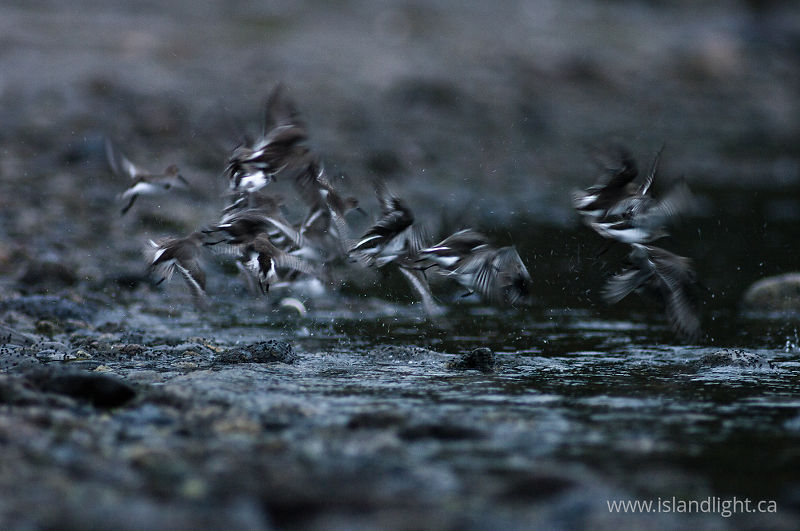   Dunlin photo