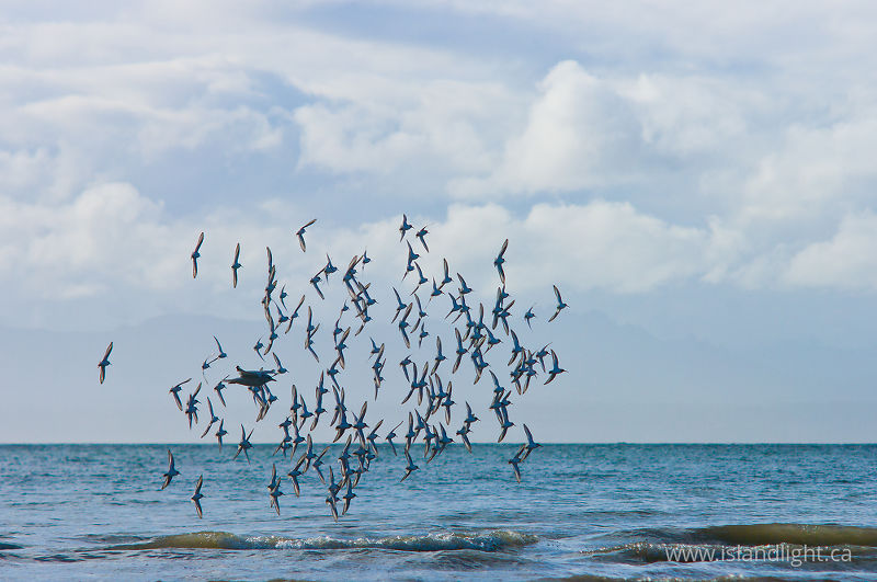   Dunlin photo