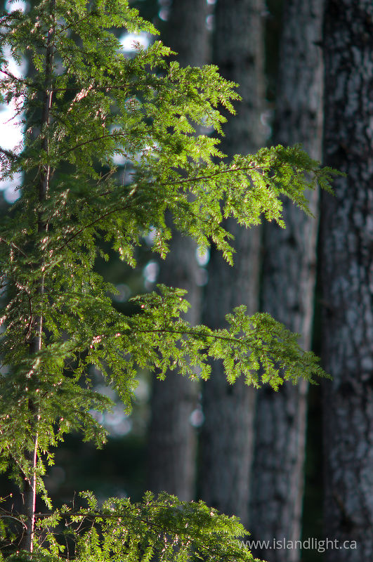   Hemlock Tree photo