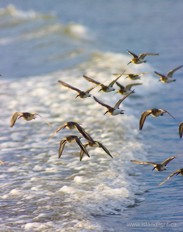 Calidris Alpina -   photo