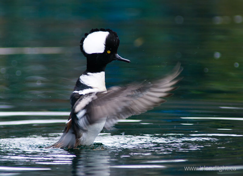   Merganser photo