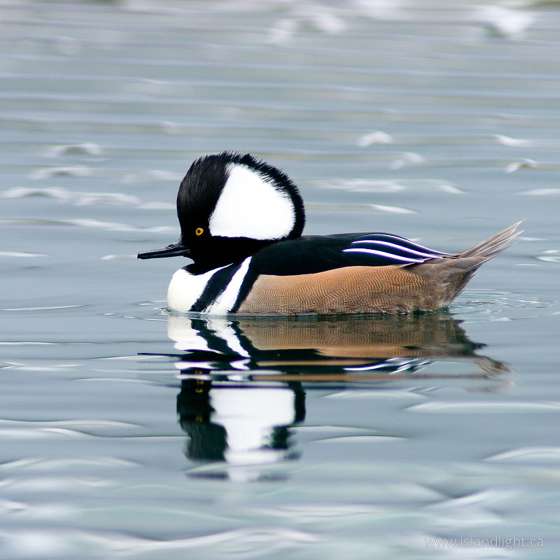 Hooded Merganser Portrait -   photo