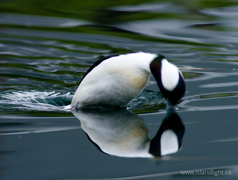   Duck photo