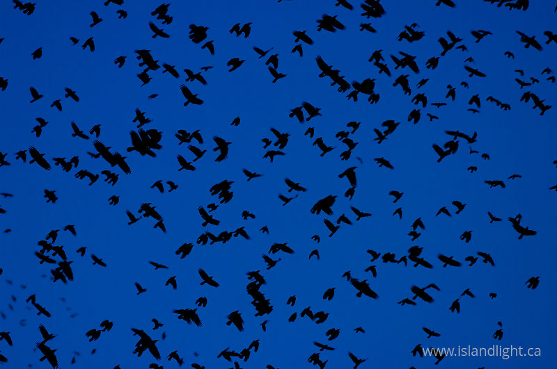   Crow photo