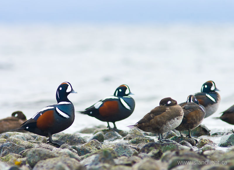   Harlequin Duck photo