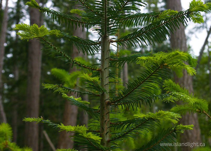   Fir Tree photo