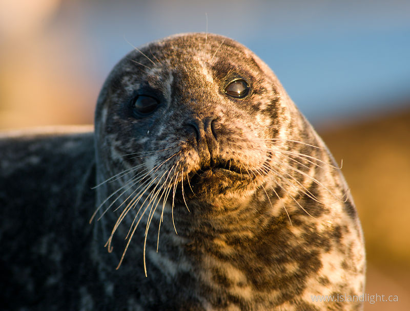 Portrait of a Mother Harbour Seal -   photo