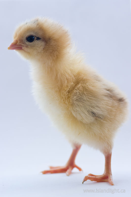   Baby Bird photo