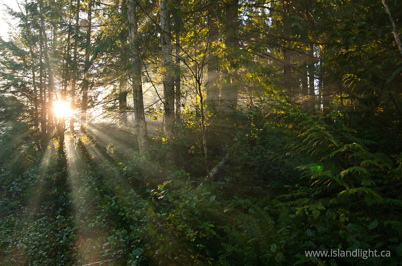   Forest photo