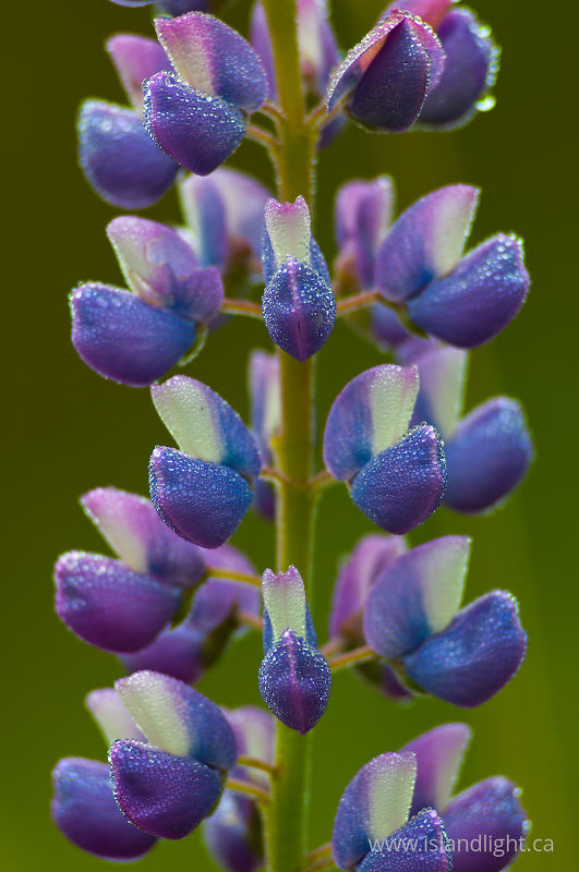   Flower photo