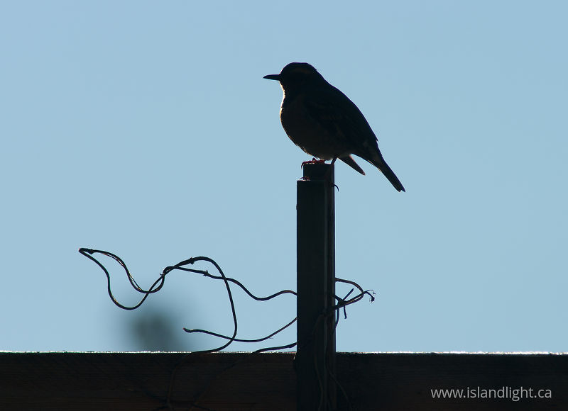 Varied Thrush Silhouette -   photo