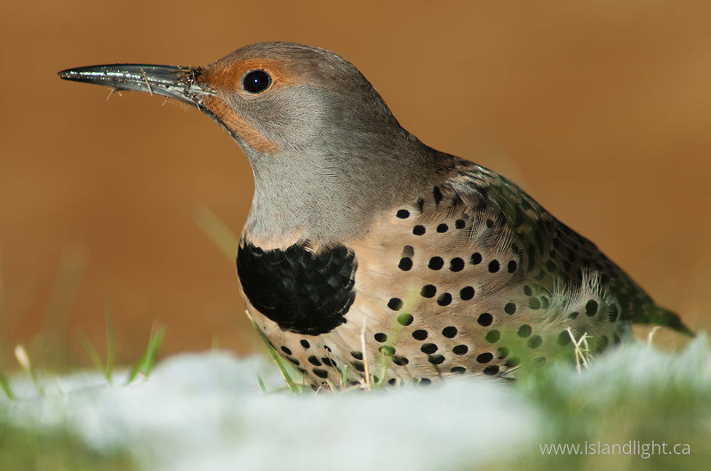   Woodpecker photo