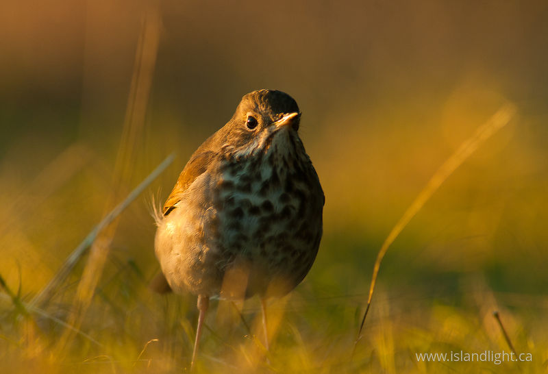 Hermit Thrush Portrait -   photo