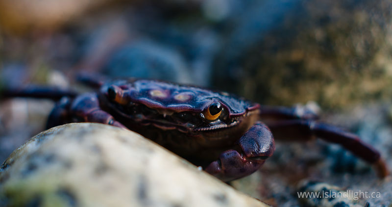   Crab photo