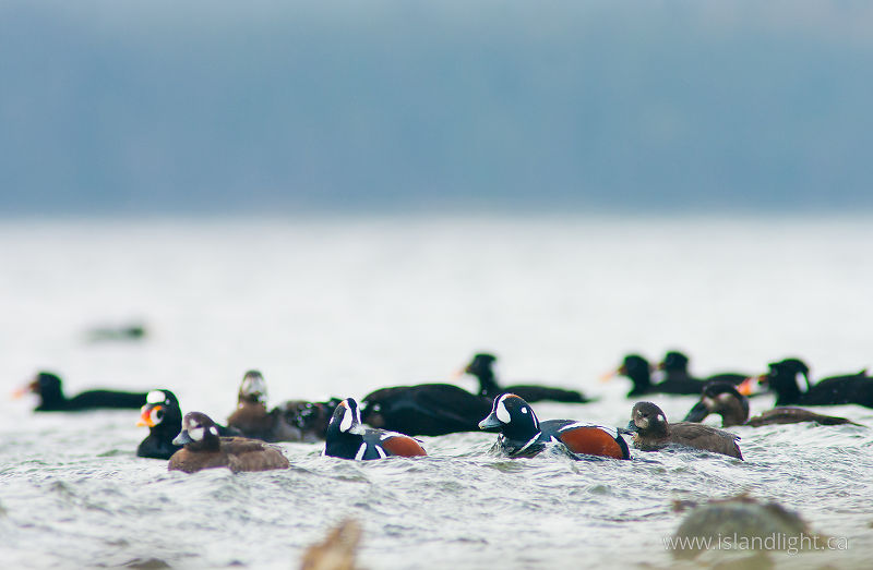   Duck photo