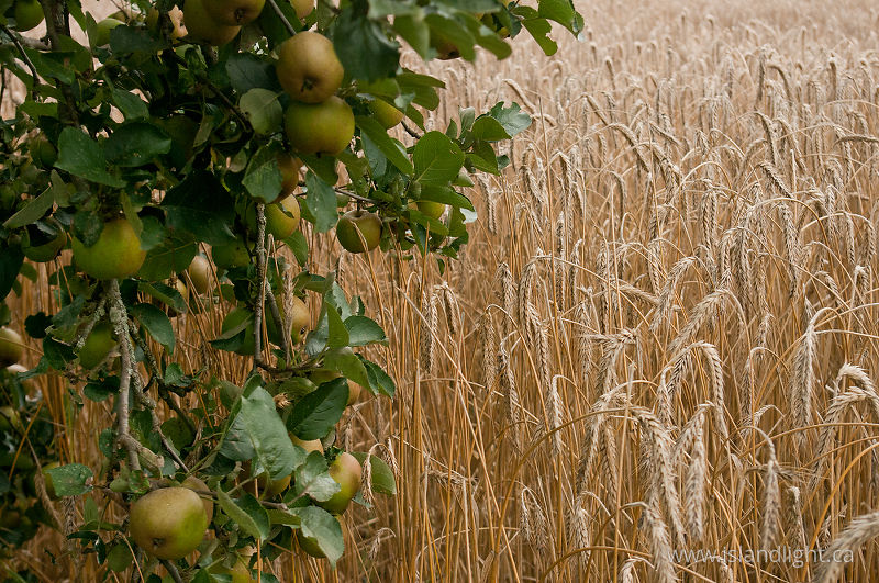   Farming photo