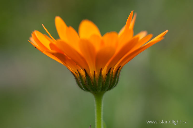 Calendula Flower -   photo