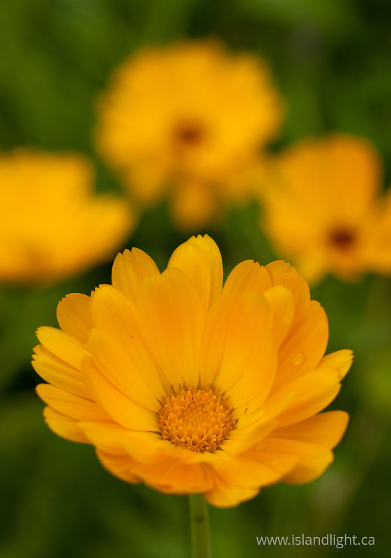   Plant photo