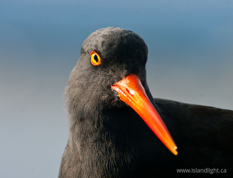   Oystercatcher photo
