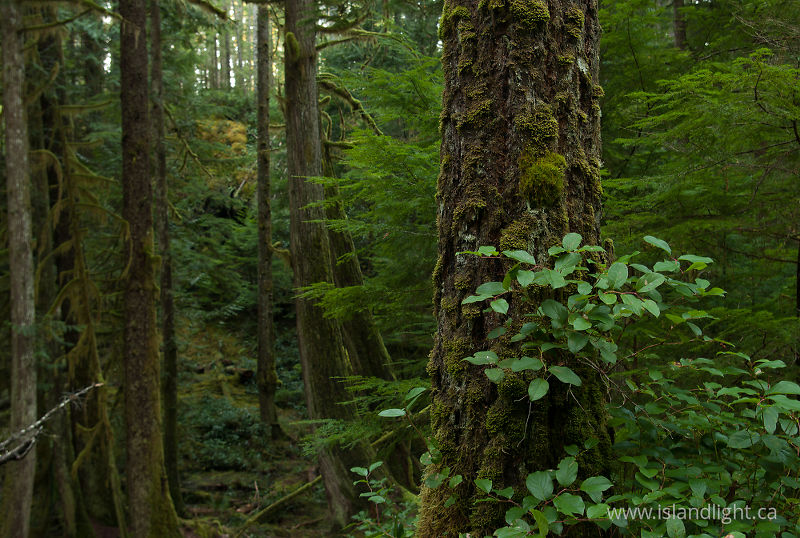   Forest photo