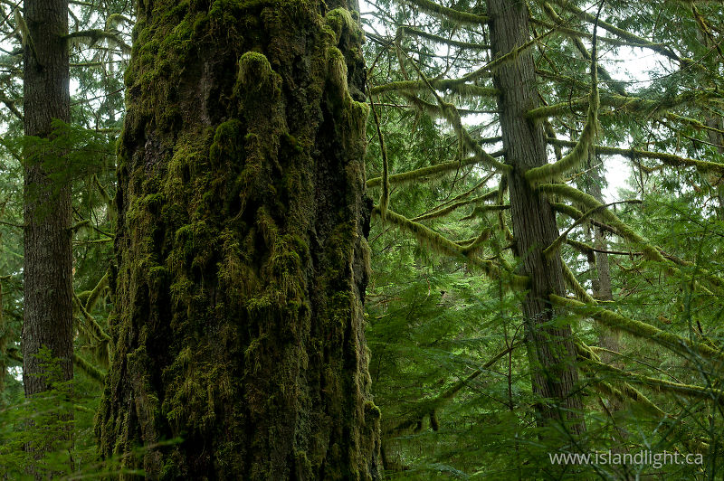 Rainforest Mosses on the Old-growth -   photo