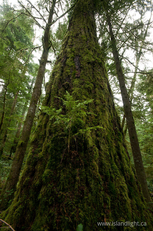 Climax Forest -   photo