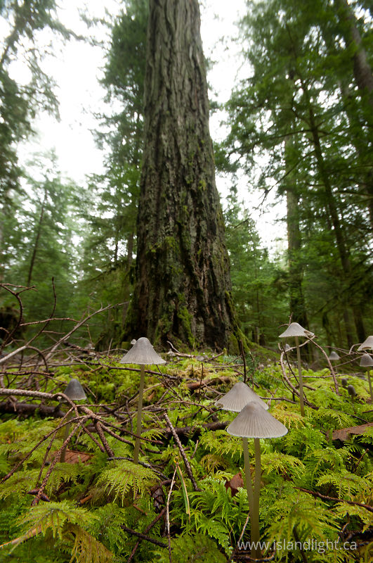 Old-growth Forest Floor -   photo