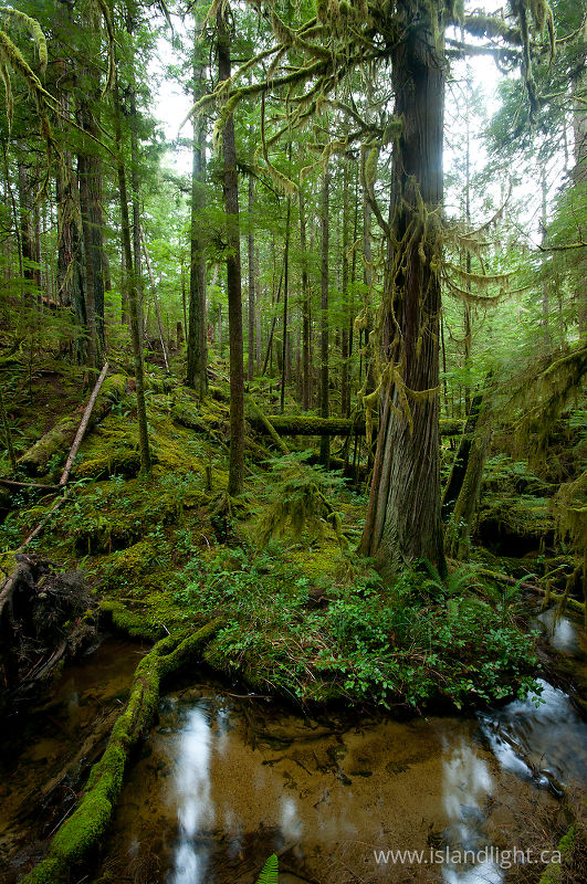   Forest photo