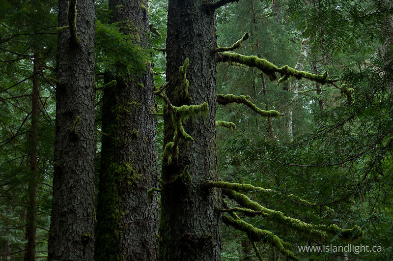   Forest photo