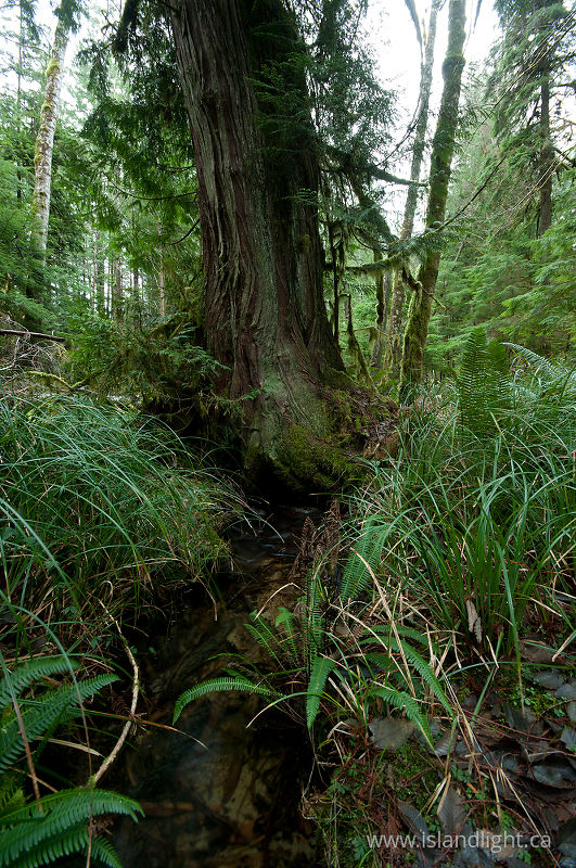   Forest photo