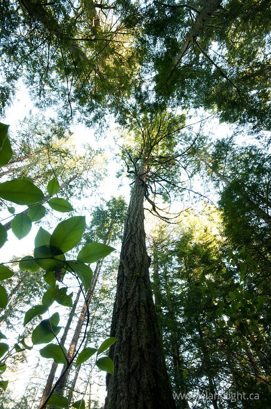   Forest photo