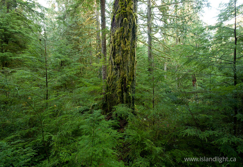Mossy Fir Trunk -   photo