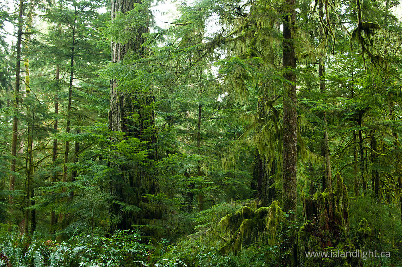 Grandfather Douglas Fir -   photo