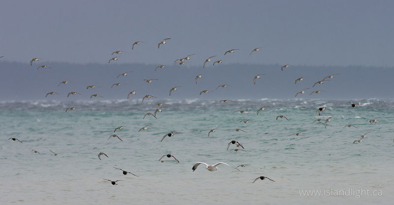   shorebird photo