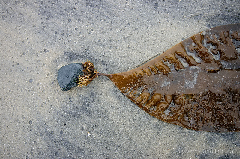   Seaweed photo